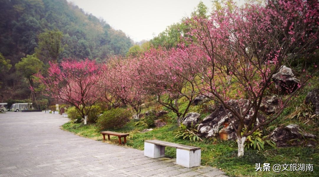 湖南踏春好去处，赏花、踏青、爬山...总有一个适合你