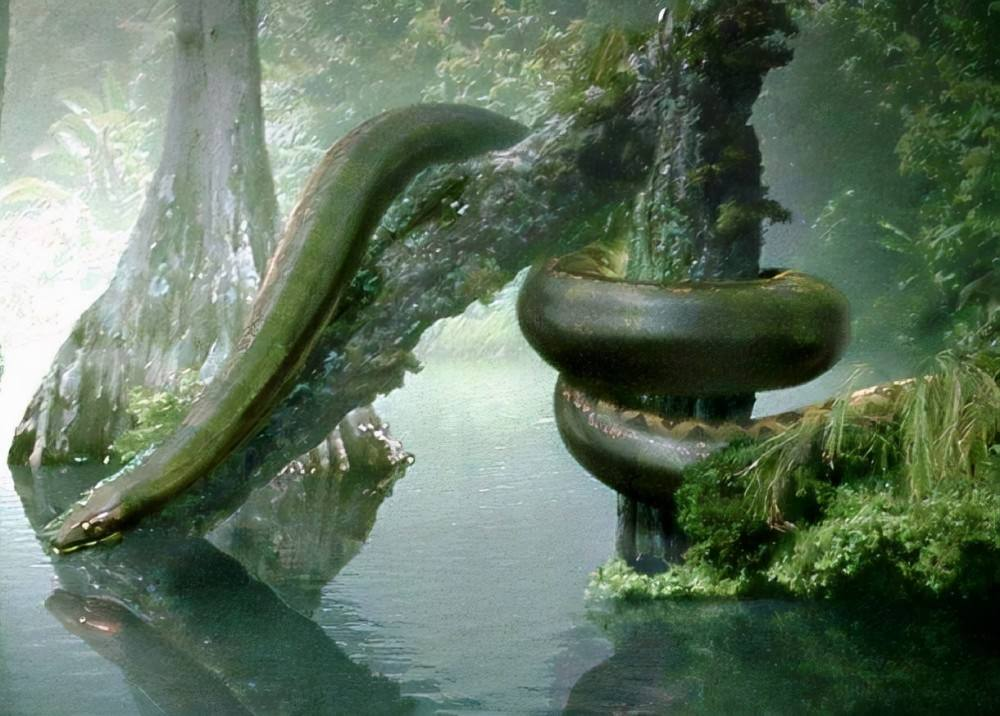 巨蟒太大了(世界上体型最大的蛇有多大？老人常说的“盘山蟒”真的存在吗？)