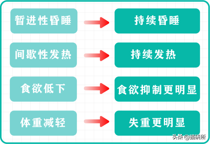 得传腹的猫越来越多？普通家长要了解些什么