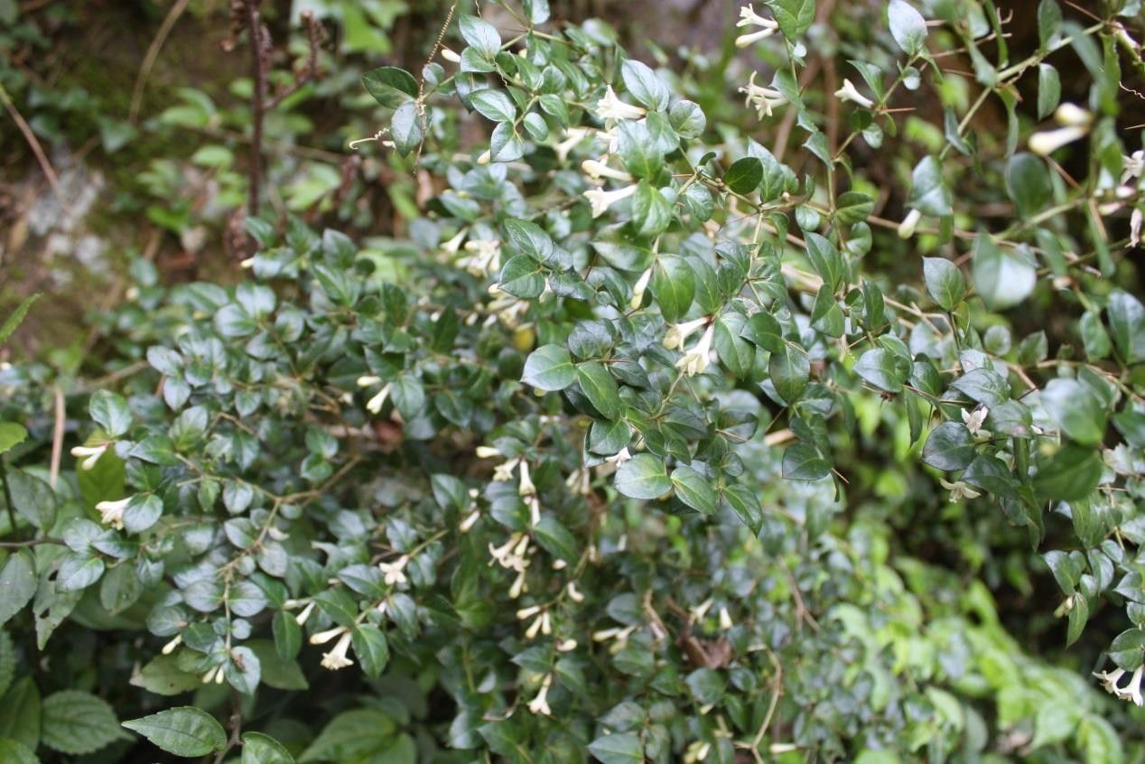农村常见植物虎刺,别名鸟不踏,全身长满尖刺,做盆景非常不错