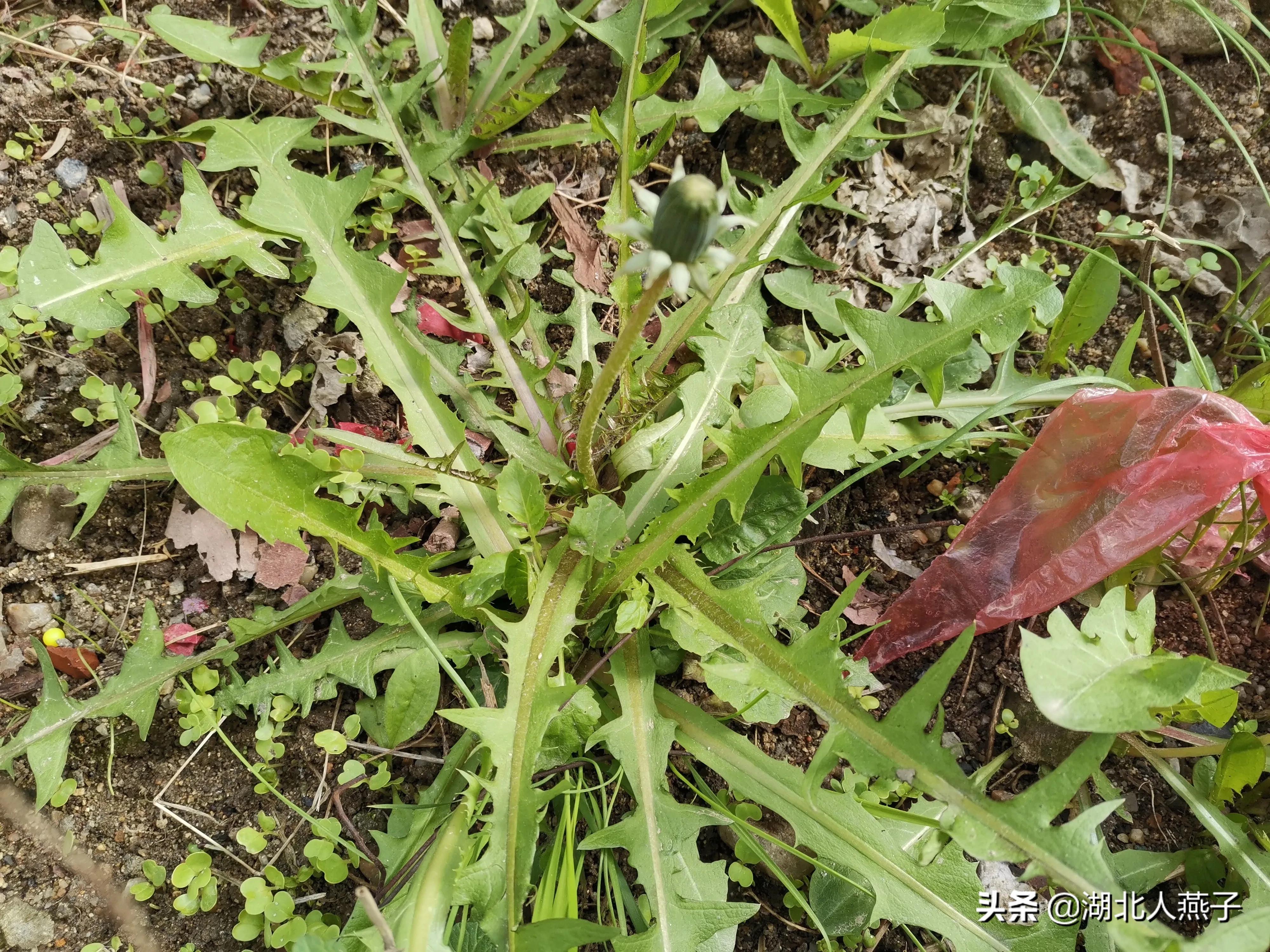这12种春季野菜不要错过,过了这个季节就要等一年