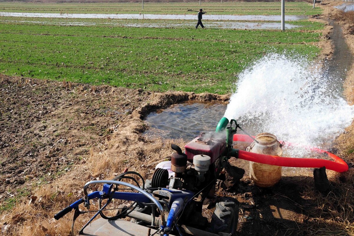 第14期/小麦返青期浇水，这两点很重要