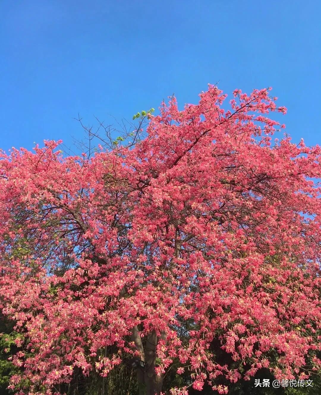 唯美背景图：窗外日光弹指过，席间花影坐前移