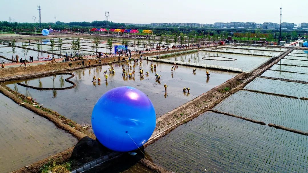 太原市晋源区：稻田公园浓情端午节 别样插秧忙