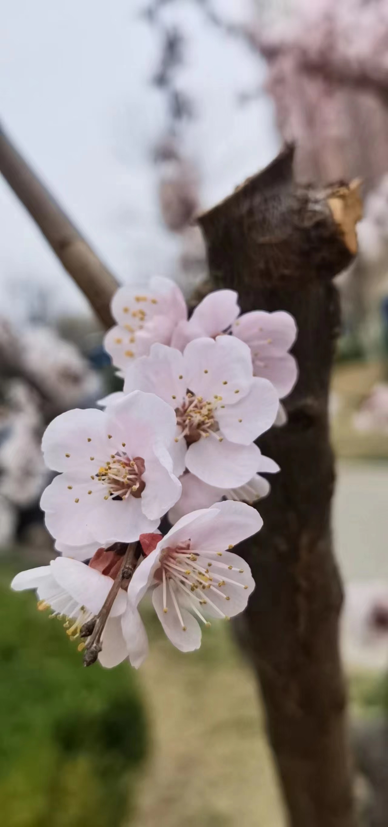 我与春风皆过客全诗谁写的（我与春风皆过客完整版全诗）-第16张图片-科灵网