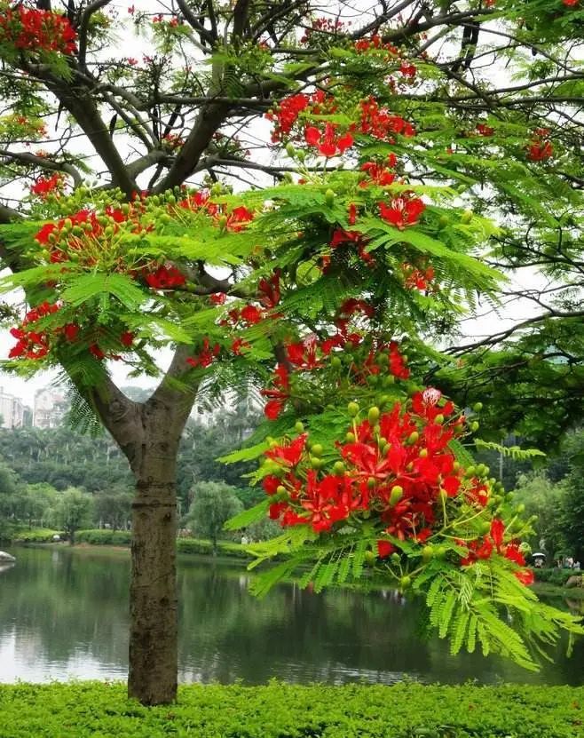 世界上最毒的植物(这14种植物挺常见，看似无害，误食却很可怕)