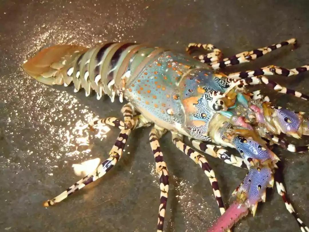 澳洲青龙虾(2014年浙江渔民捕到一头6斤重的七彩龙