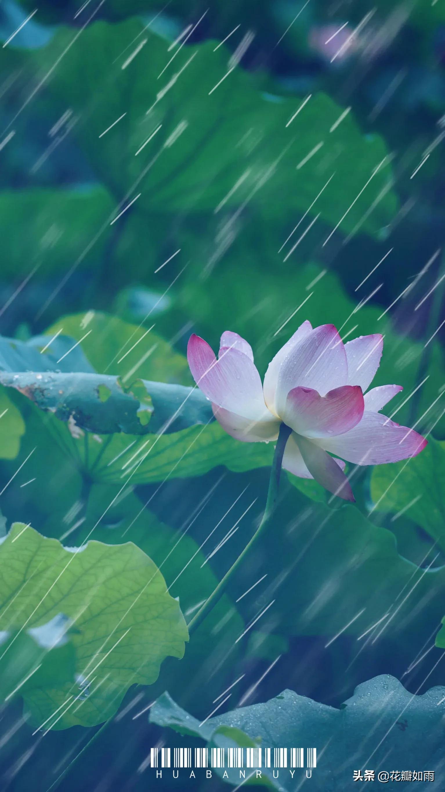 关于莲花唯美散文诗(意境唯美的散文诗) _晶羽科技