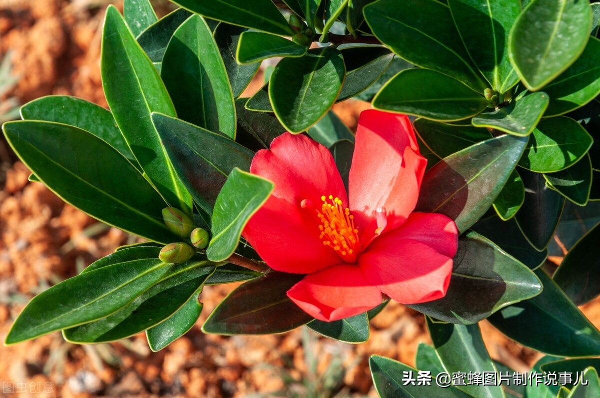 静享这春暖花开，百花争艳的美好时光