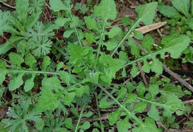 野菜有哪些（这100种野菜很常见也很美味）