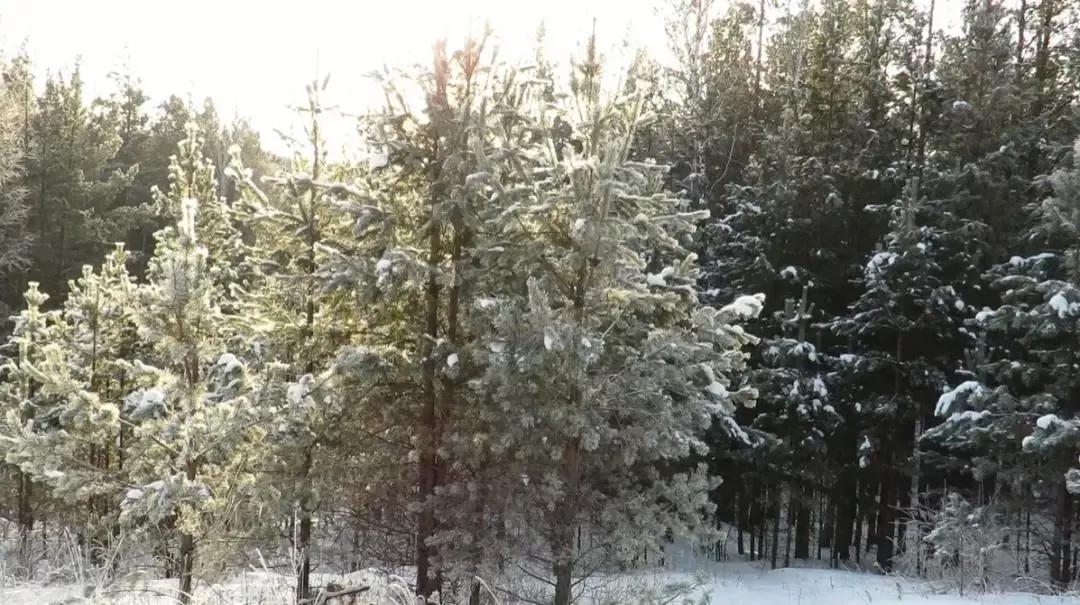 摘录的雪景的朋友圈唯美文案：「原来这 就是童话里的雪景」