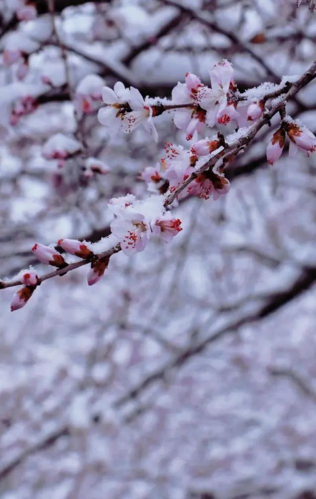 当春花遇上春雪，看京城别样的诗意与浪漫~