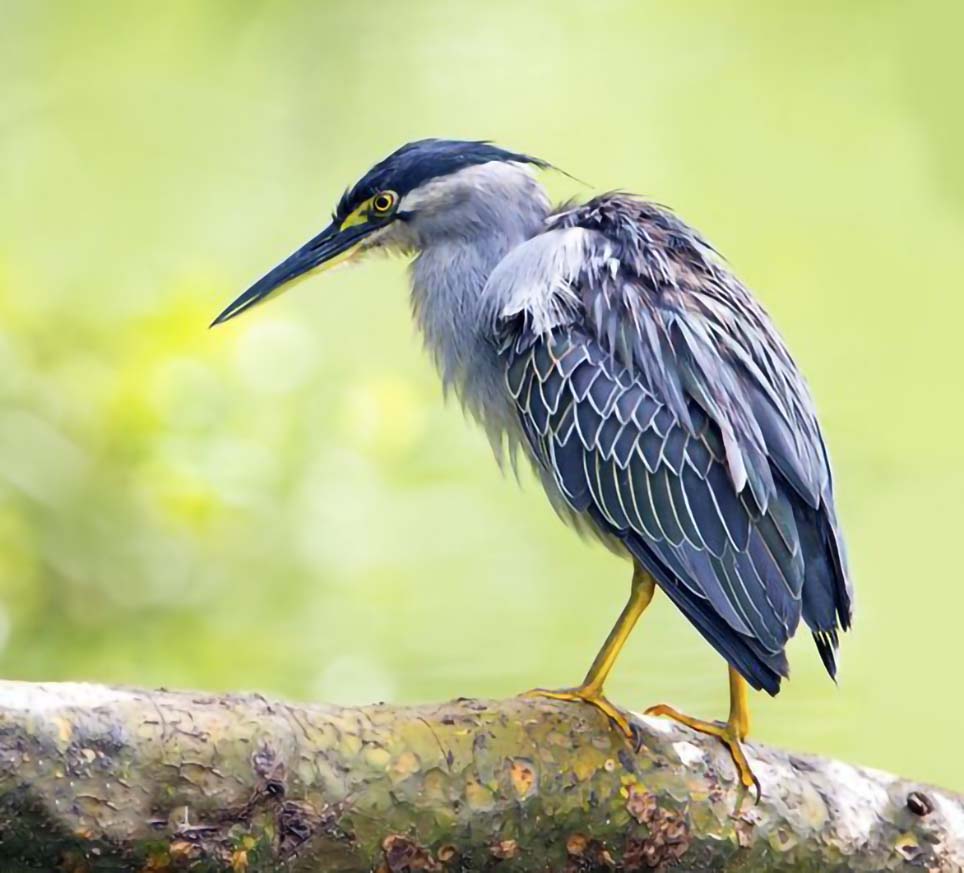 东江揽胜:天天相见不相识,和我一起认识鹭科鸟的分类与识别方法