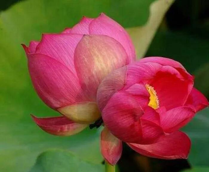 连理分葩如对立,向背低昂欲相邦.花如合璧并愁脸,情比孤兰显笑庞.