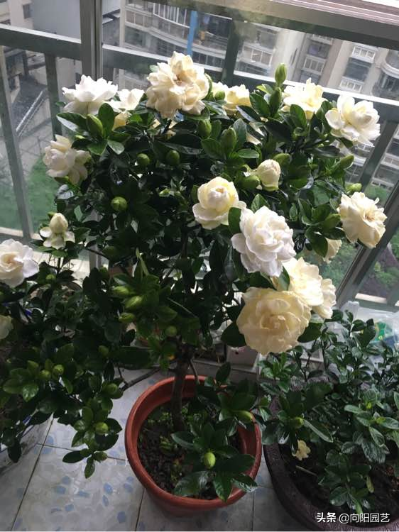 中国最香的花排名（10种花香气浓郁久聚不散）