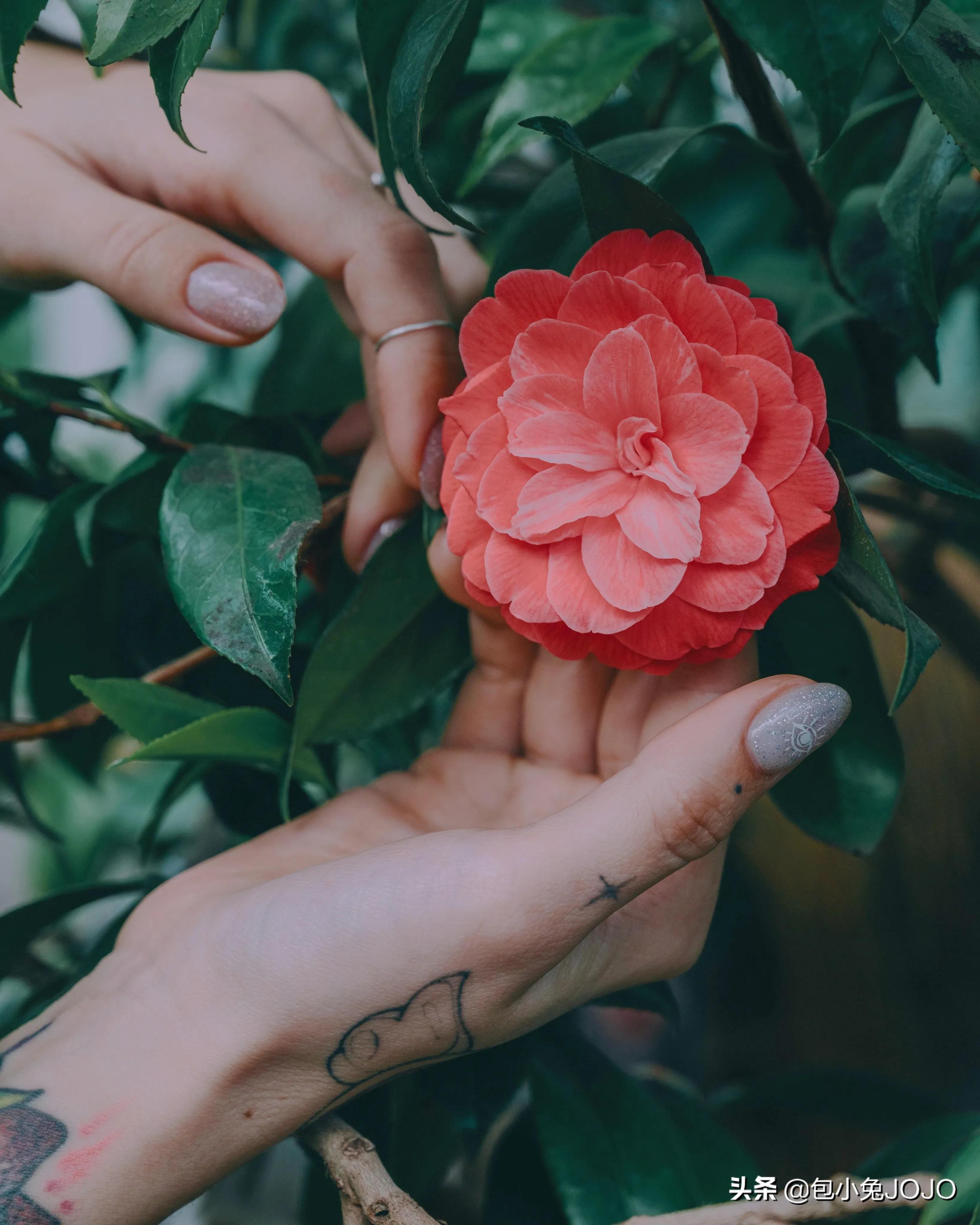 赞美鲜花的优美句子发朋友圈「赞美鲜花的优美句子摘抄」_爱阅读