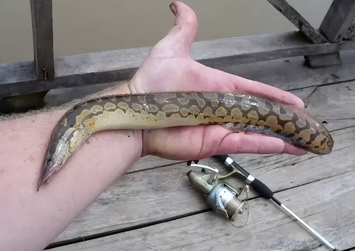 过去常用来喂鸭的"刀鳅",如今1斤70元难买到,它有什么价值?