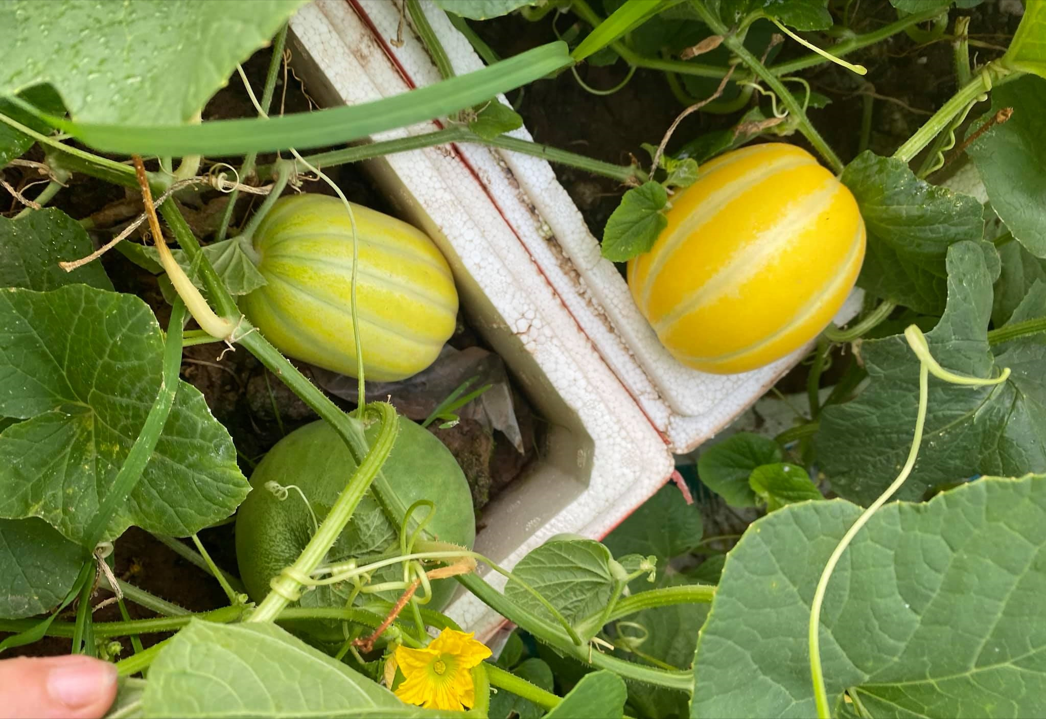 女厂长利用100平方米露台，投资3000块钱，种植了各种干净蔬菜