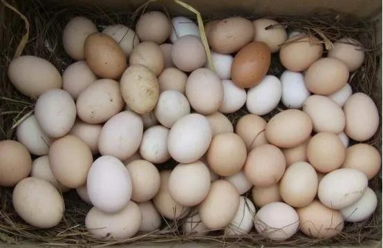 西安乌鸡蛋价格今日价格多少「西安鸡蛋价格 今日价」