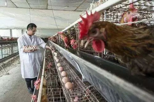 温氏集团：开了262家分公司，出了48位亿万富豪