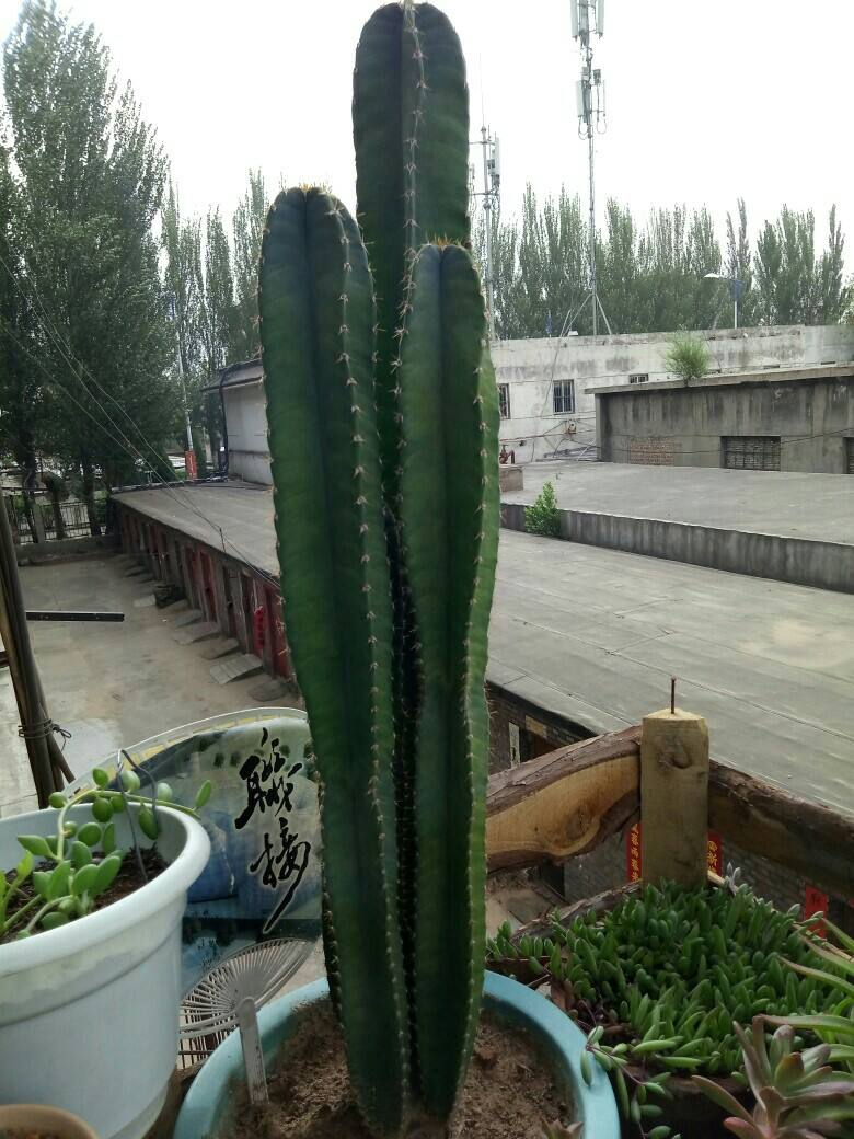 10种大盆栽，可当“镇宅花”，家里放一盆，高档霸气安全感十足