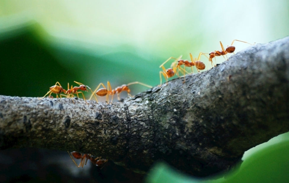 蚁后是怎么被生出来的（蚁后怎么繁殖出来的）-第11张图片-悠嘻资讯网