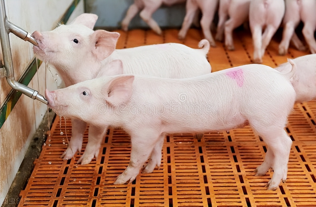 氟苯尼考和替米考星都治猪咳嗽，临床养猪怎么选能花小钱办大事？