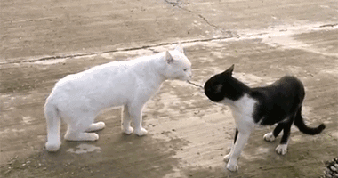 两个猫演的电视剧全集(两只猫吵架，因为太生气，吵到一半晕了过去？？？)
