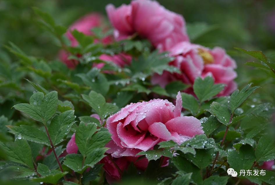 丹东这一地儿入选全国十大赏樱地！赏花攻略提前收藏