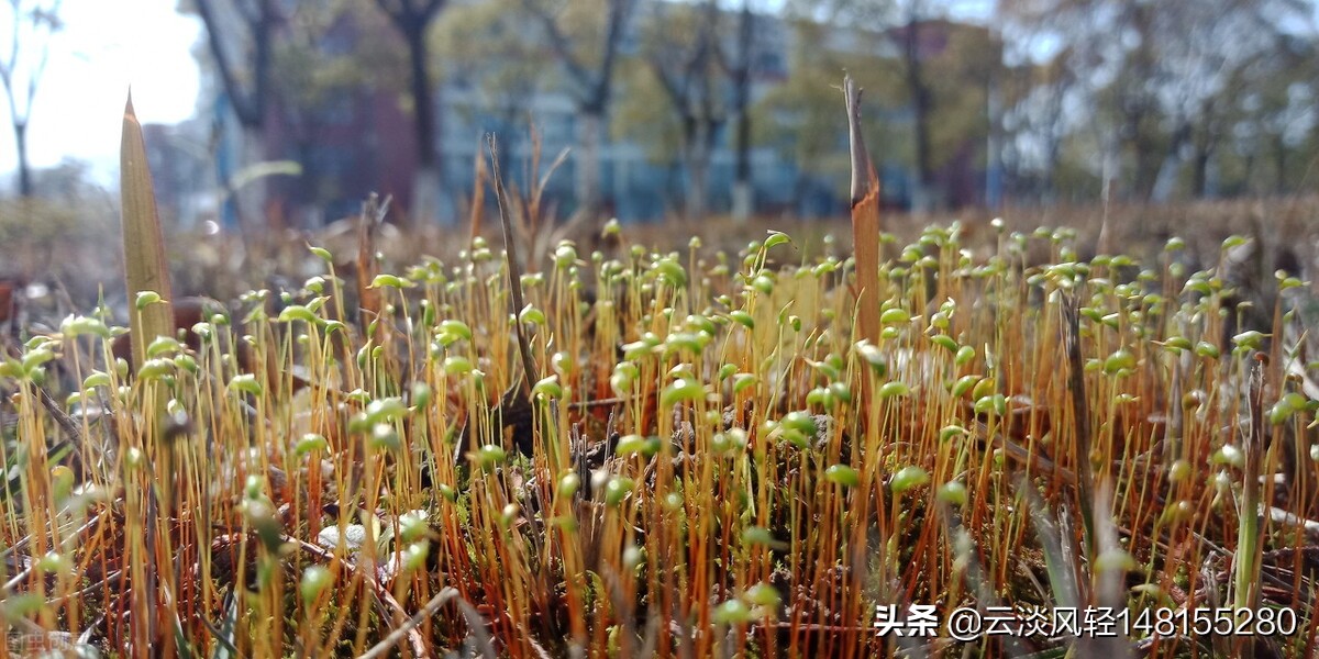 一花一草一世界，四季轮回