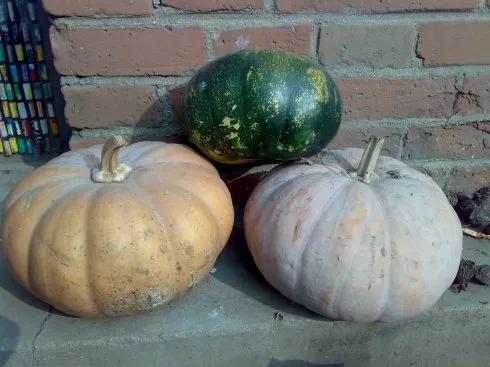 倭瓜图片「番瓜图」