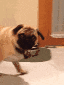 比格犬好養嗎,比格犬好養嗎?有什么優點缺點?