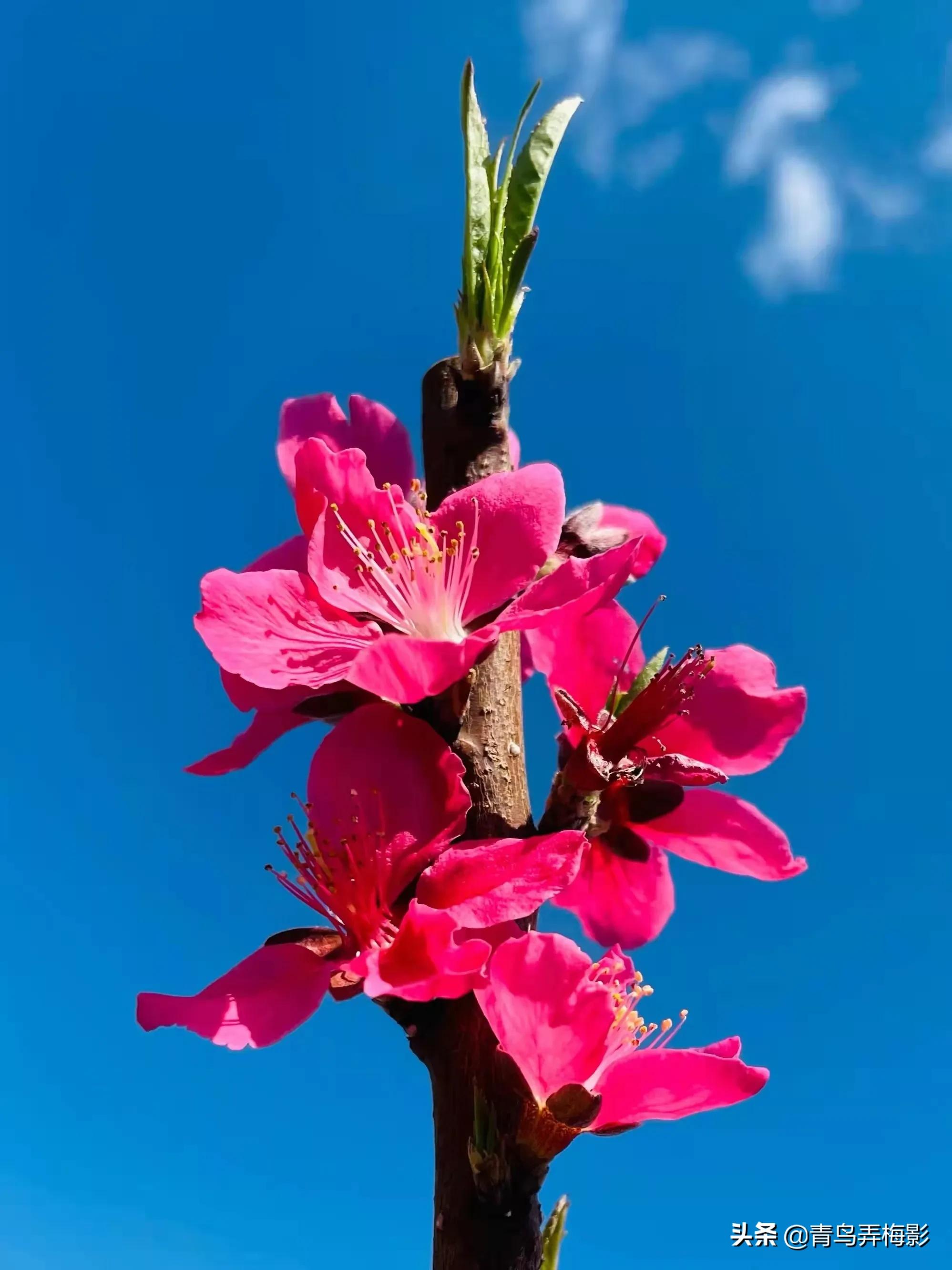 三月桃花笑春风，感恩美好的遇见