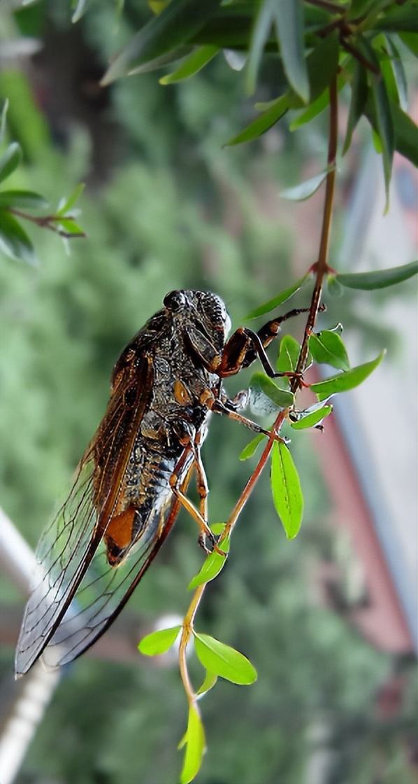 秋风起 秋蝉鸣,有关秋蝉的诗句,秋水如镜,体会初秋的韵道
