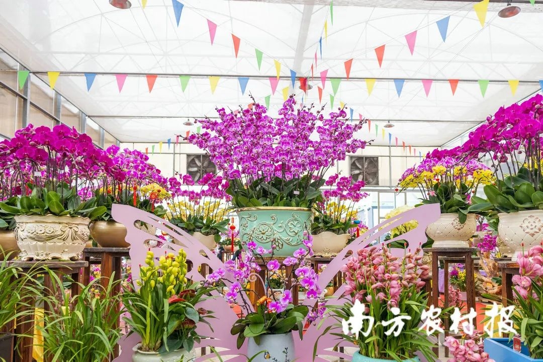 从化室内花卉哪些种类（年货推介第一弹！广东花市强势回归，哪朵花是你的最爱？（附各地市购花攻略））