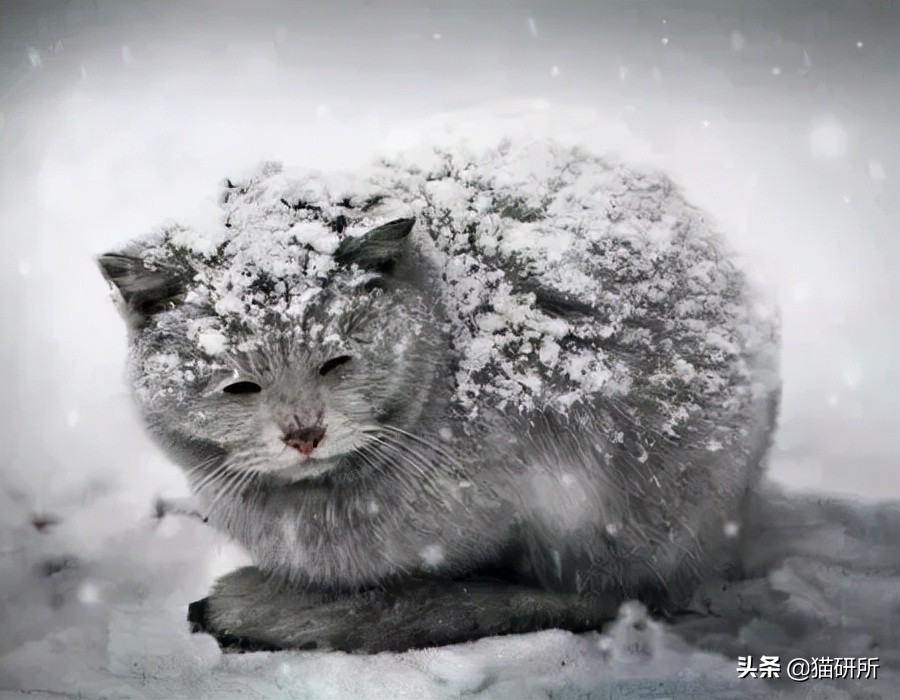 警惕猫咪冬季冻伤！急救指南在这里…