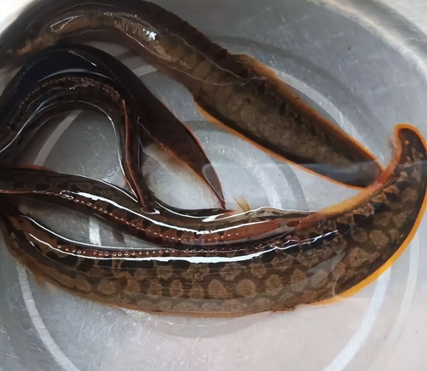 农村5种不起眼的小杂鱼,过去常用来喂鸡鸭,现在却让人高攀不起