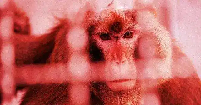 马斯克公司回应残忍虐猴,动物实验什么时候是个头?