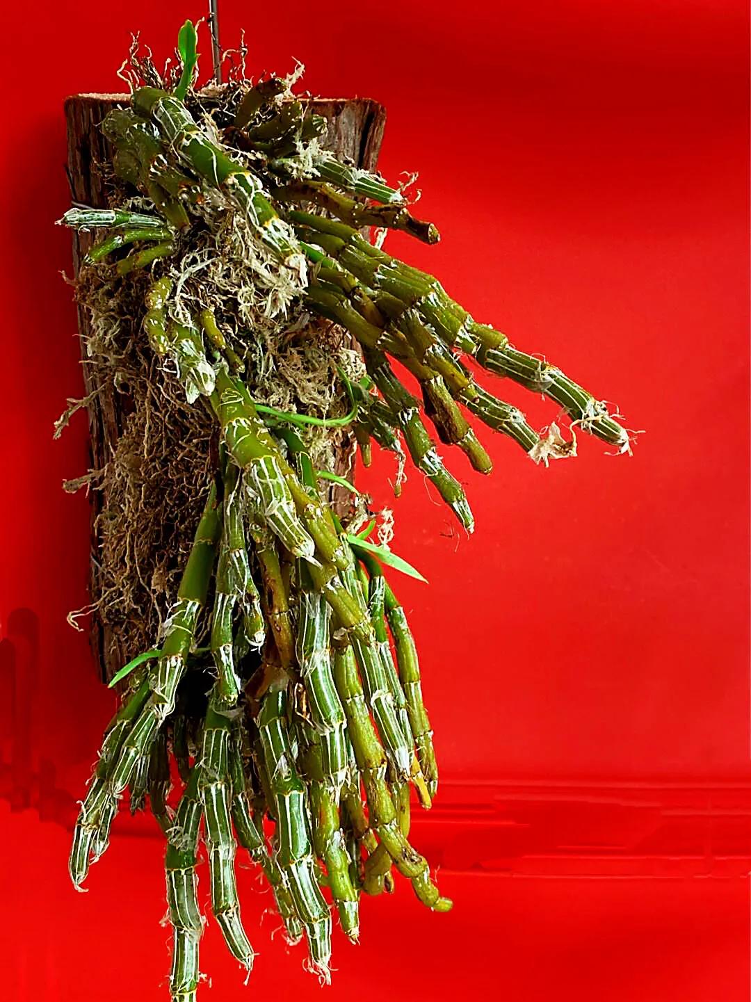 玫瑰石斛～茎悬垂，花姿优雅，玲珑可爱，花色鲜艳，气味芳香