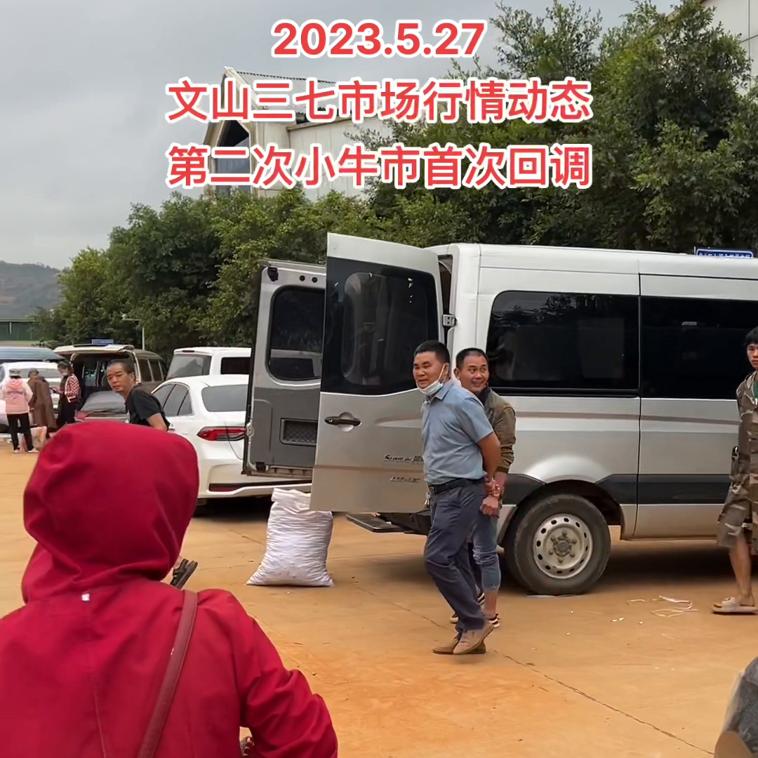 今日文山国际三七价格，最新今日文山三七价