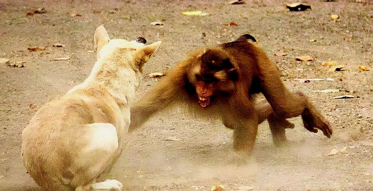 印度一只小猴被狗咬死,猴狗大战爆发250条狗被杀,遭团灭