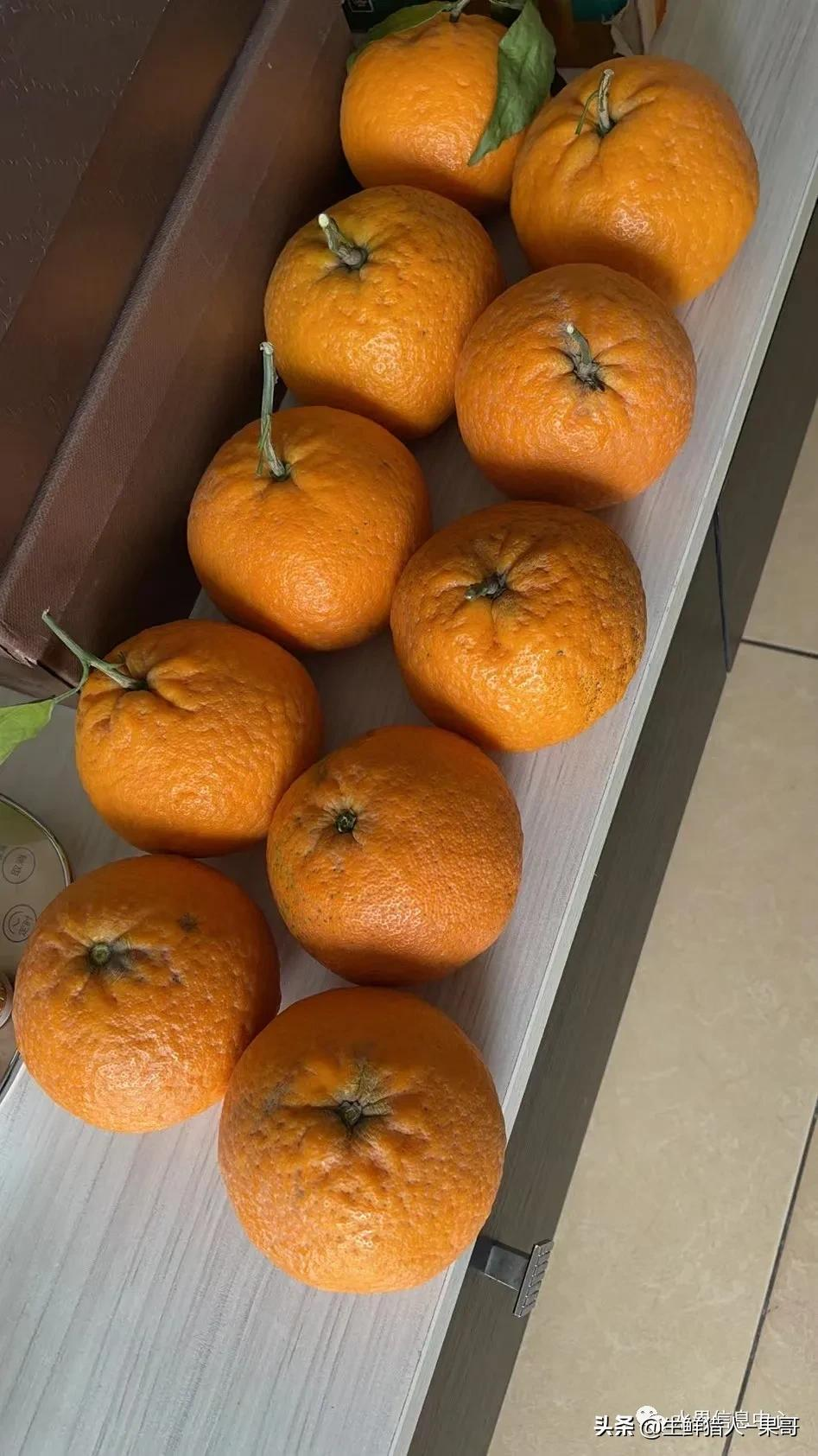 春见柑橘品种介绍视频教程(春见柑橘种植技术)