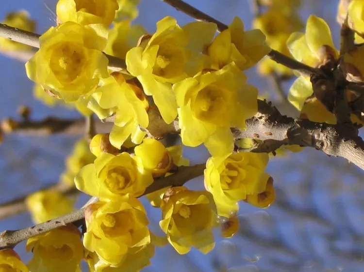 梅花的颜色(见过绿色的梅花吗?各种颜色的梅花,后面几种价值连城)