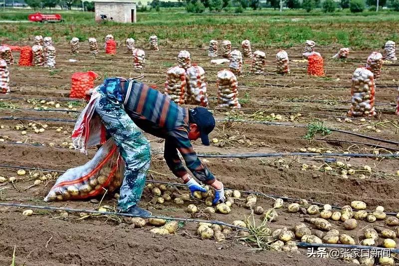 素有‘中国马铃薯之乡’的张家口沽源县，今年马铃薯喜获丰收