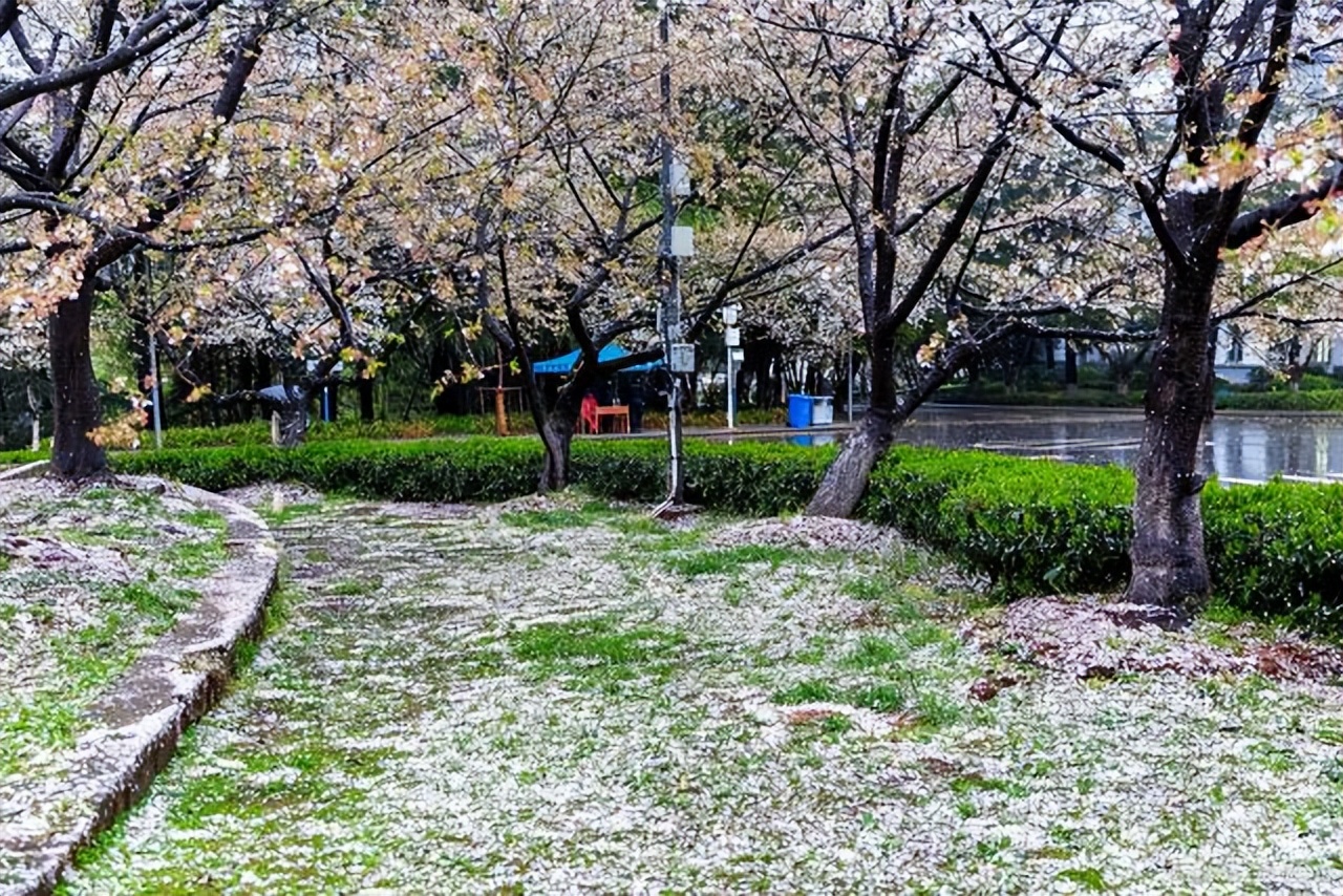 2022年百强大学排名最新出炉，武大、国科大逆袭，华中科掉出前5