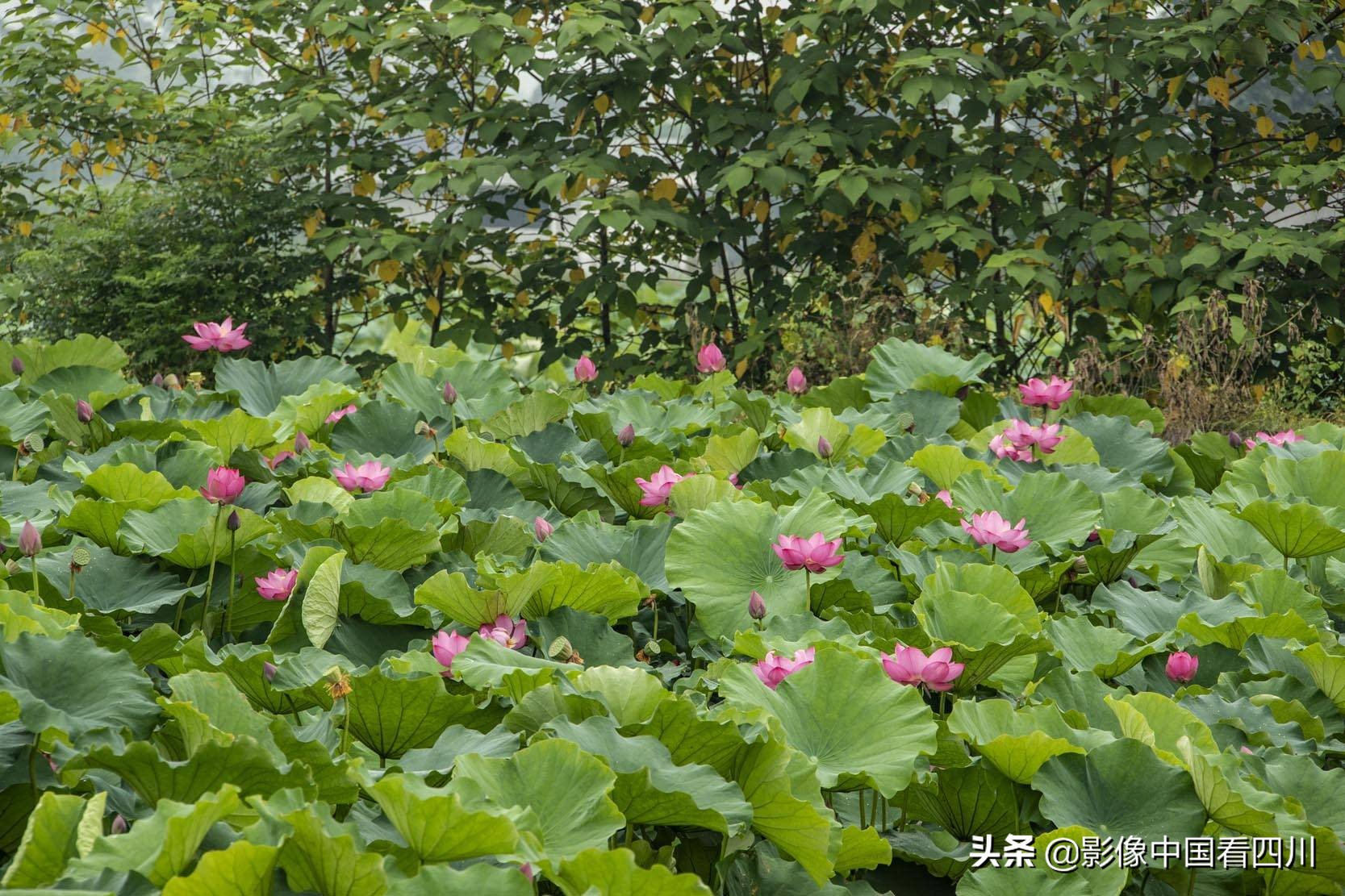 仁寿方家：映日荷花别样红