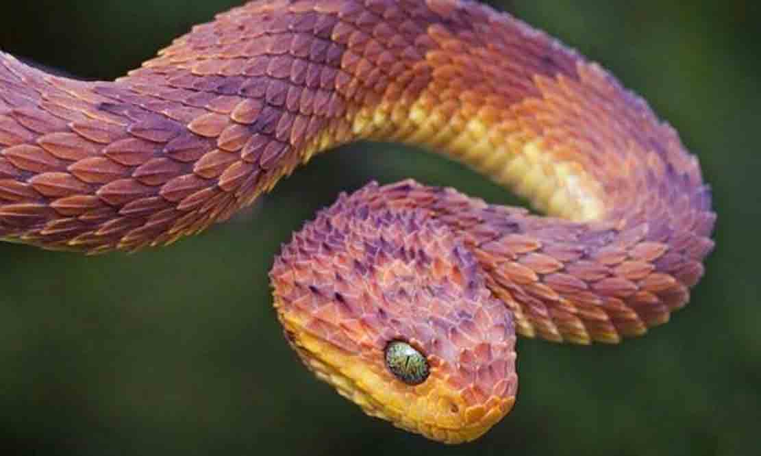 鸡冠蛇,家蛇,香蛇真的存在吗?它们又有着怎样的传说呢?