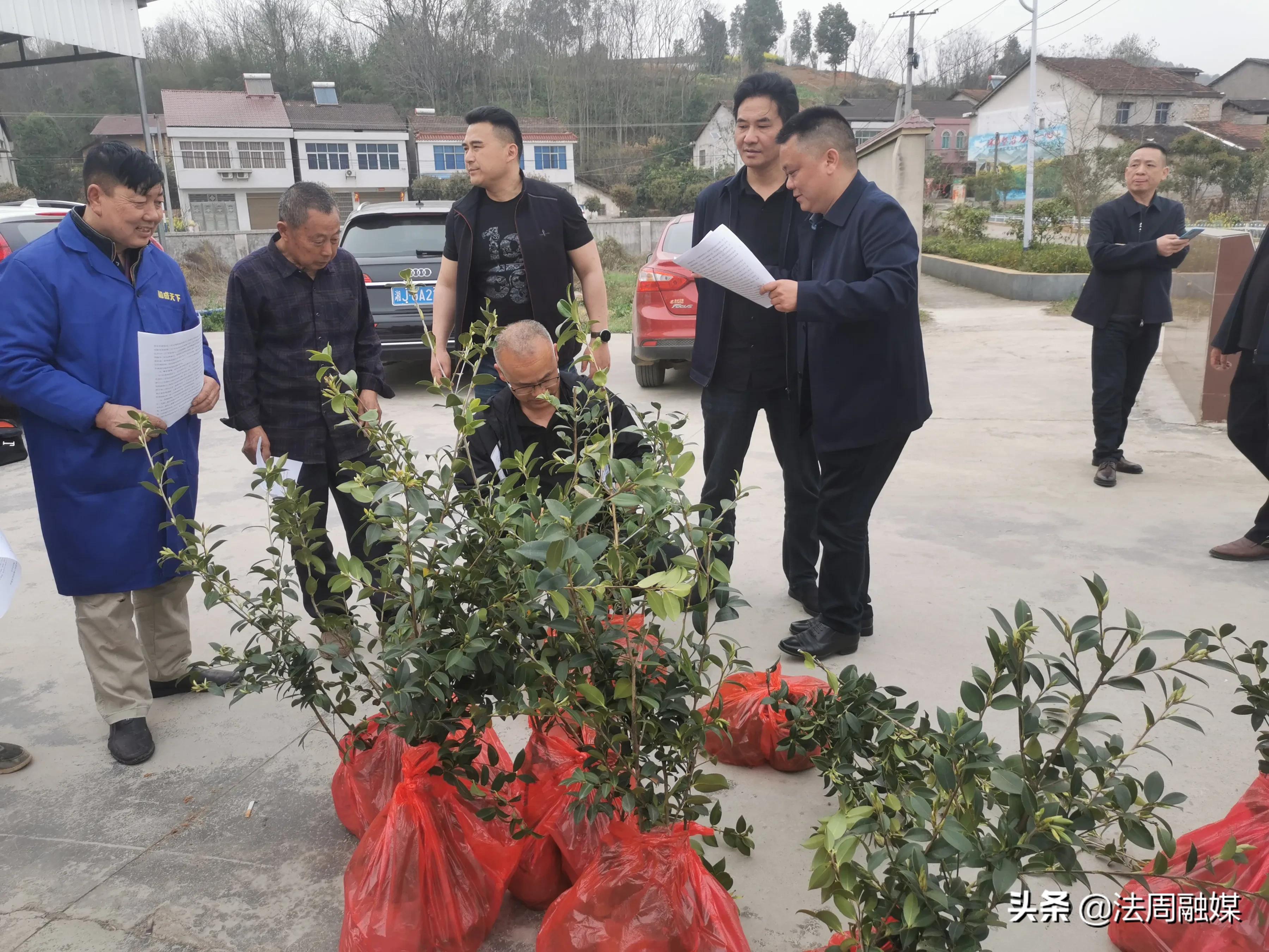 发展油茶产业，助推乡村振兴——澧县林业局举行油茶苗木赠送活动