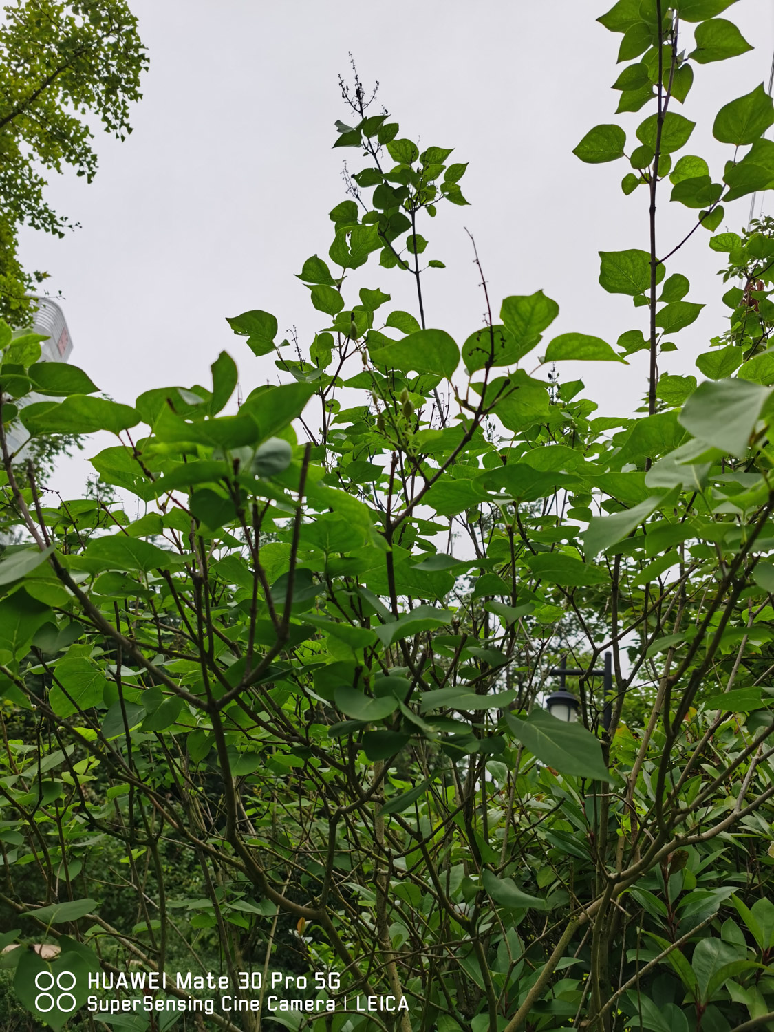 蓝丁香长什么样（丁香花所有品种介绍你都认识吗）