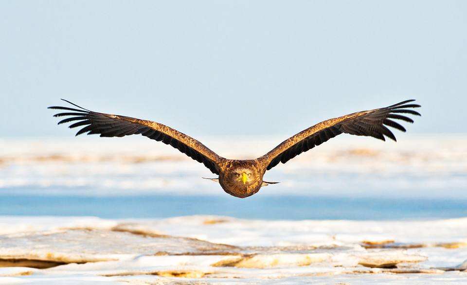 未入选《唐诗三百首》最著名的20首诗，其中有很多首你都能背下来